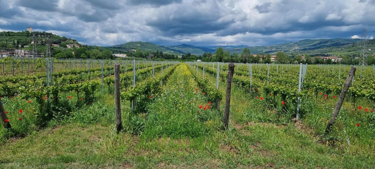 Agriturismo Alle Albare Montorio Veronese المظهر الخارجي الصورة